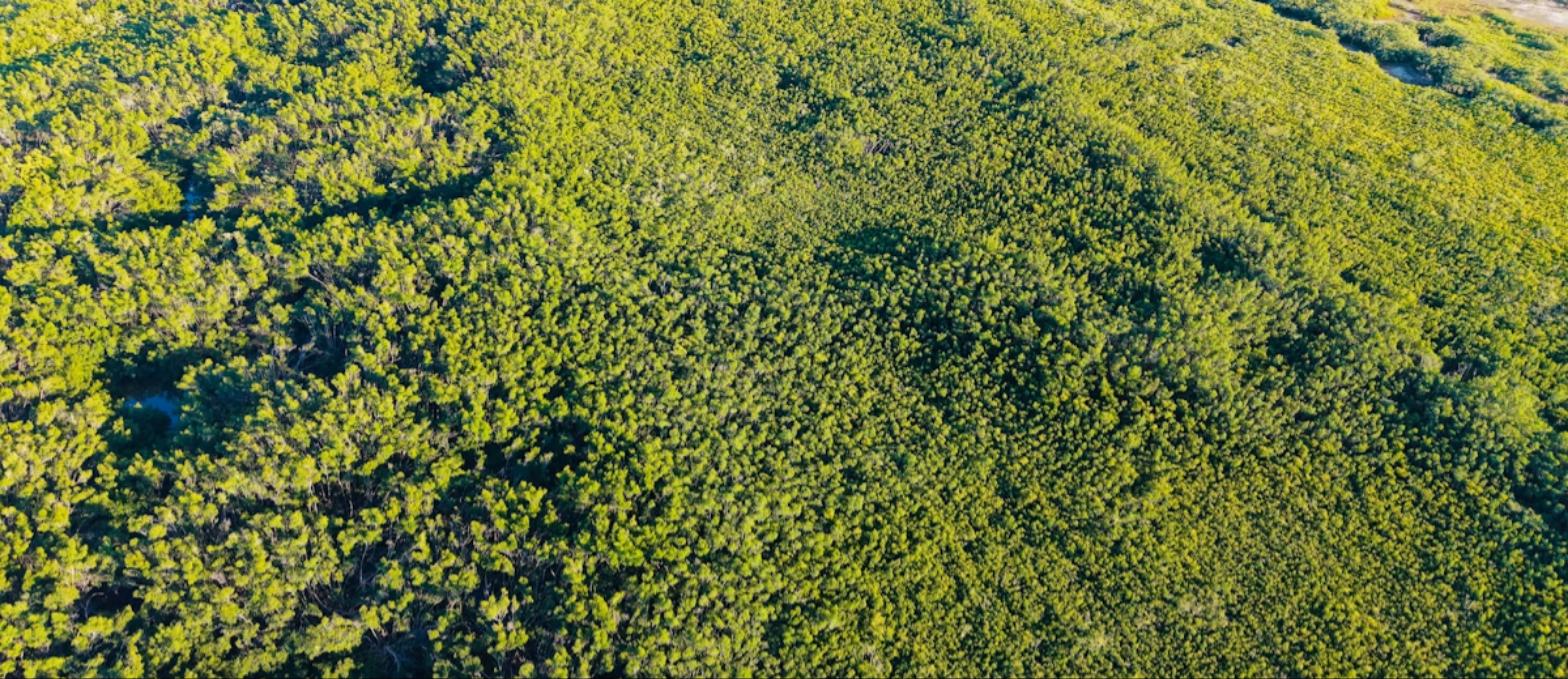 Bosque conservado dentro del programa de bonos de carbono