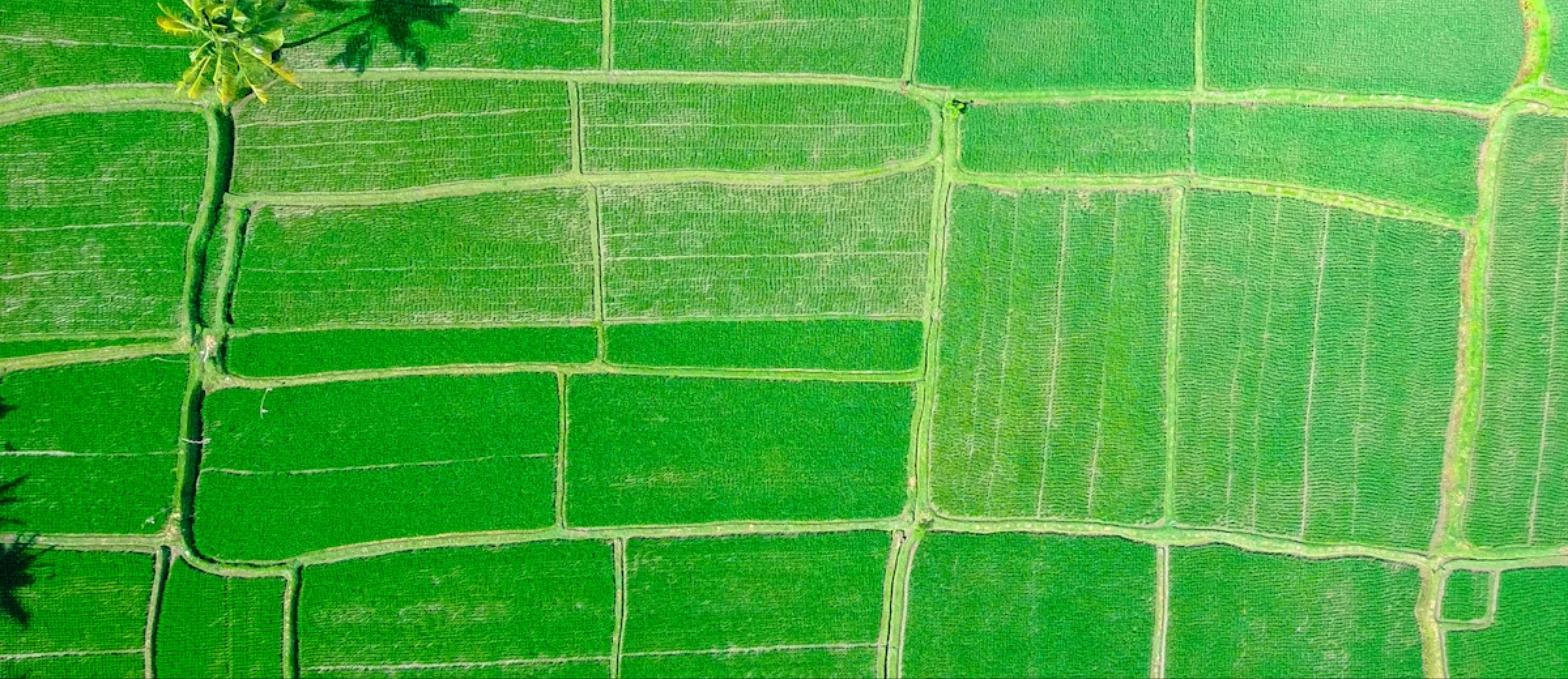Cultivo agrícola en la Provincia Ángel Sandoval